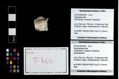 Foto (Objekt + Etikett) von Mundopsidae indet.  (NHMW-GEO-2014-0194-0760)